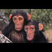 Chimp and Michelle Obama